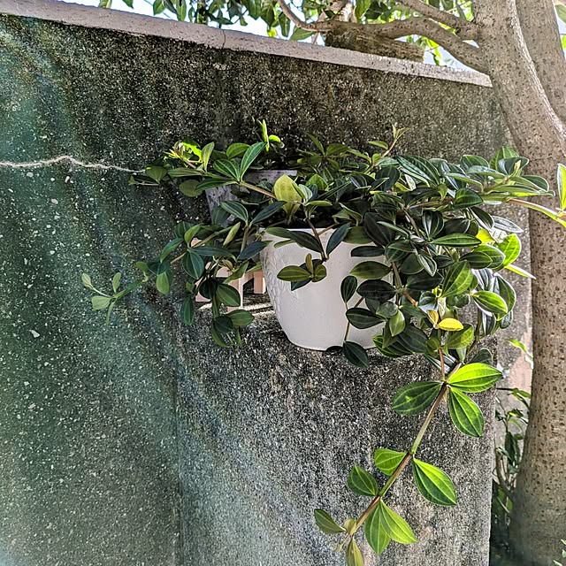 Renさんの実例写真