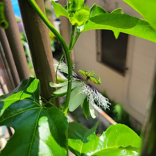 ANTENNAさんの実例写真