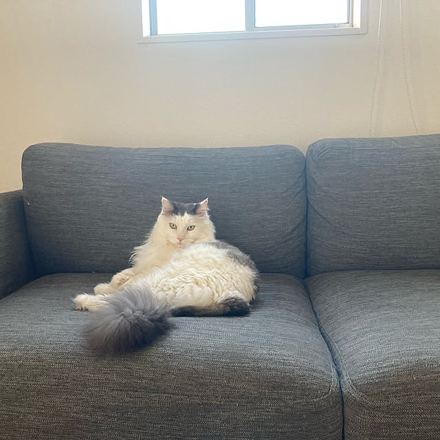 aiさんの実例写真