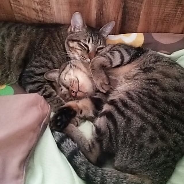 torao.jdさんの実例写真