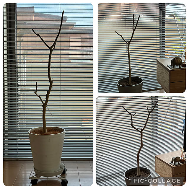 krkrさんの部屋