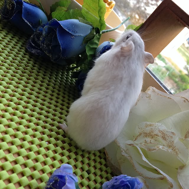 sayaka...さんの実例写真