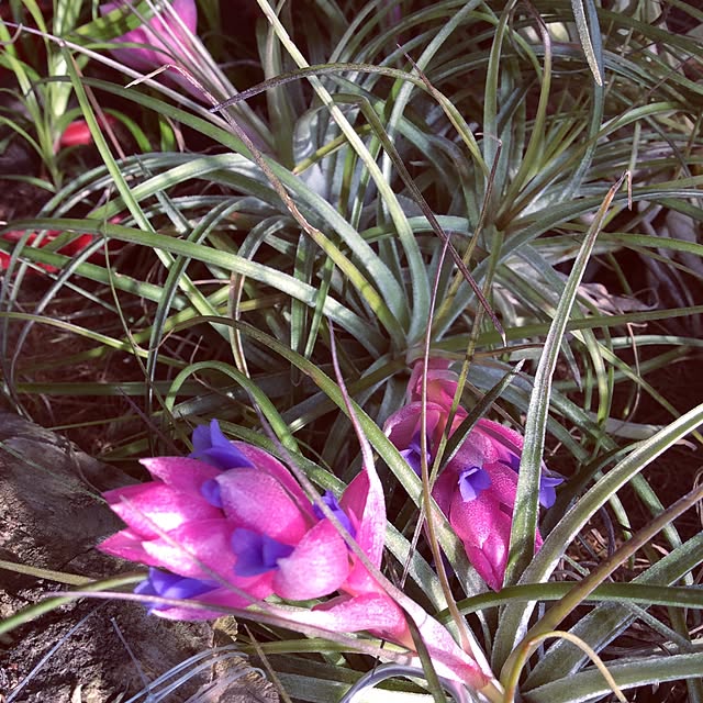 Plantexhibitionhallさんの実例写真