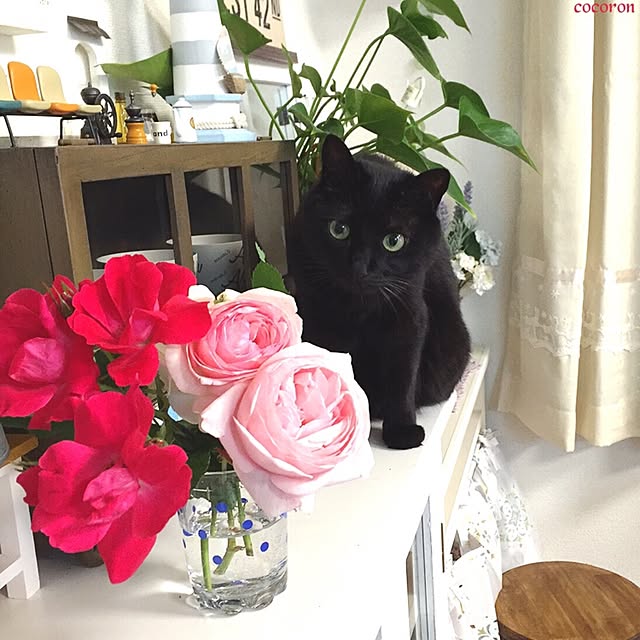 cocoronさんの実例写真