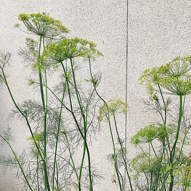 Takenoyaさんの実例写真