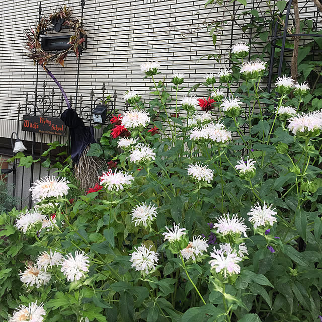 nonさんの実例写真