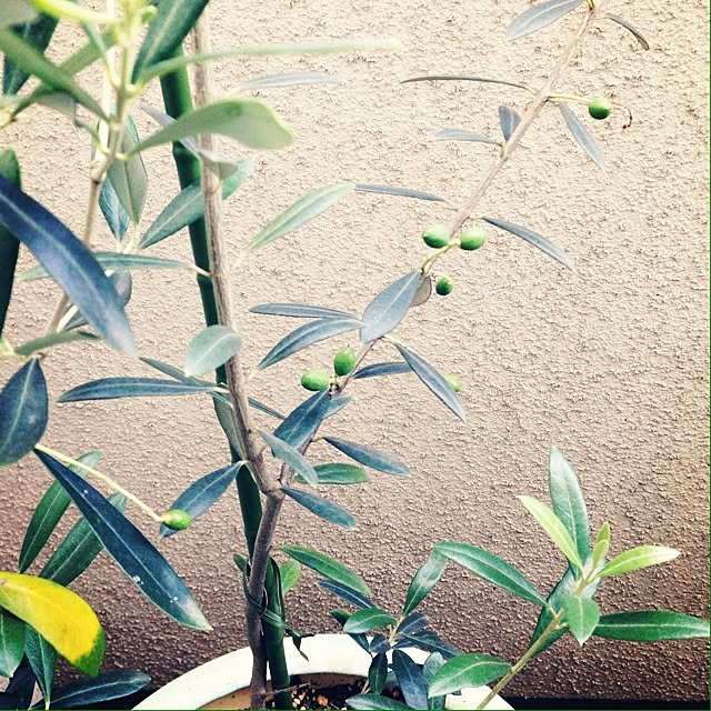 y.さんの実例写真