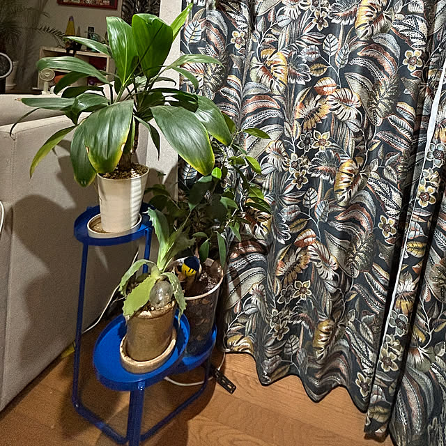 hitopanzeeさんの部屋