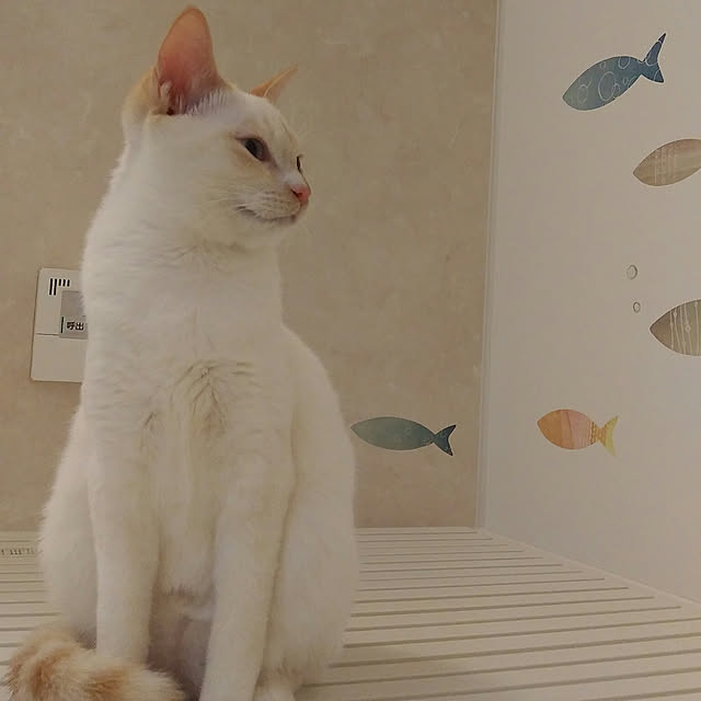 Gomaさんの実例写真