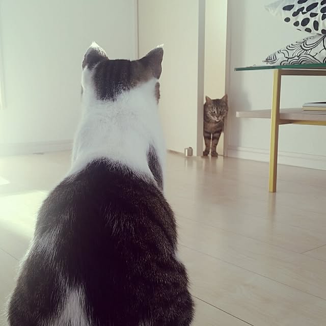 runayucoさんの実例写真