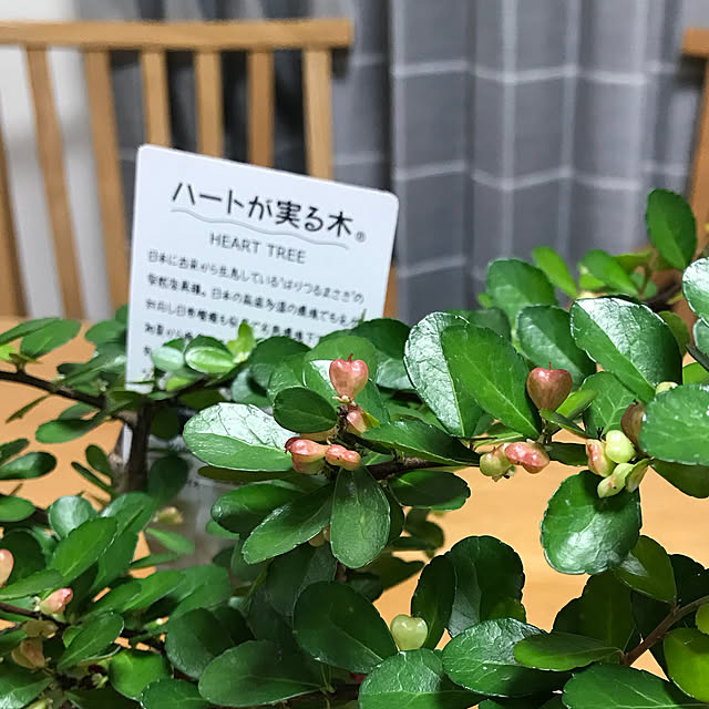 Kumiさんの実例写真