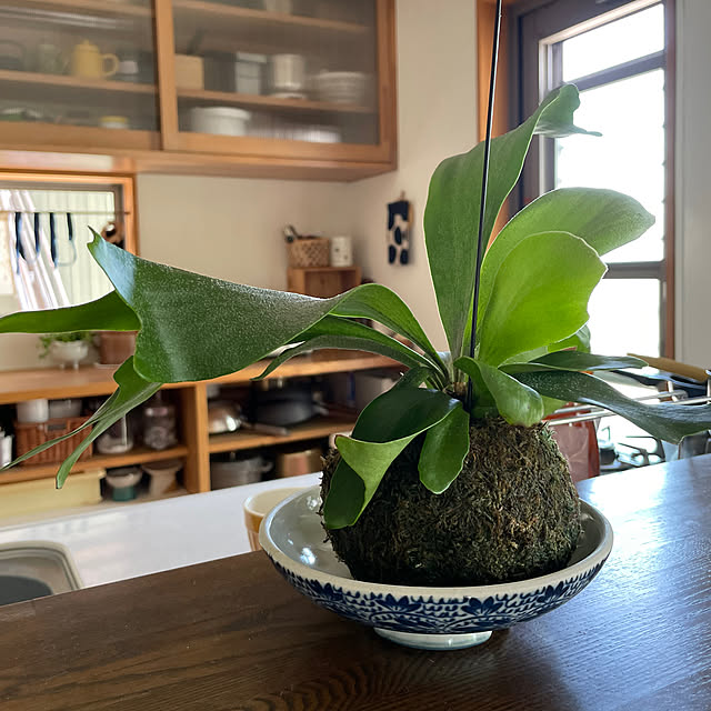fujitamaさんの実例写真