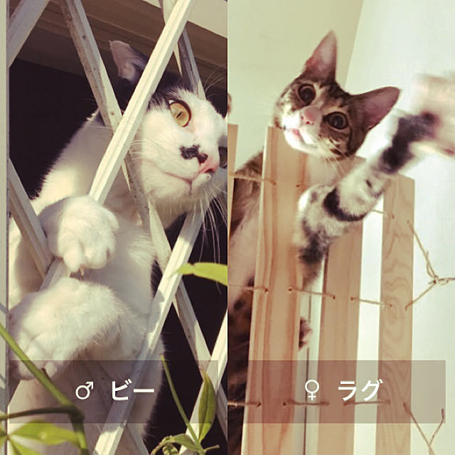 nobikoさんの実例写真