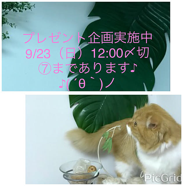 m.kantoh18_mikkoさんの実例写真