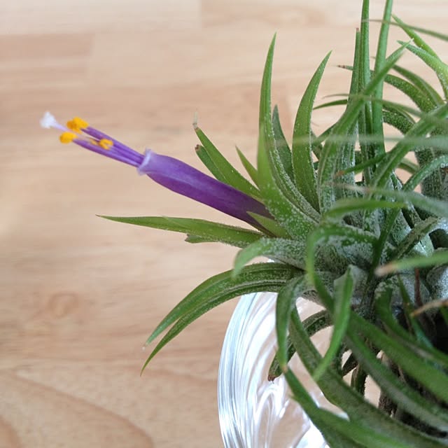 キッチン/植物のインテリア実例 - 2014-05-24 17:54:29
