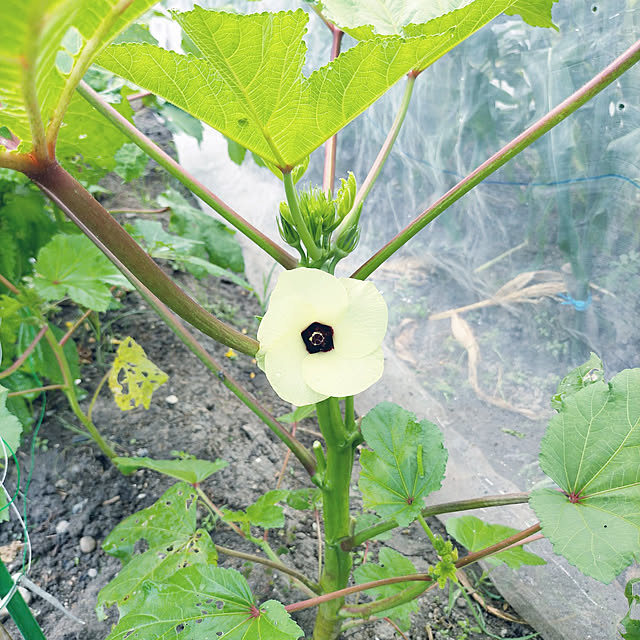 harugakitaさんの実例写真