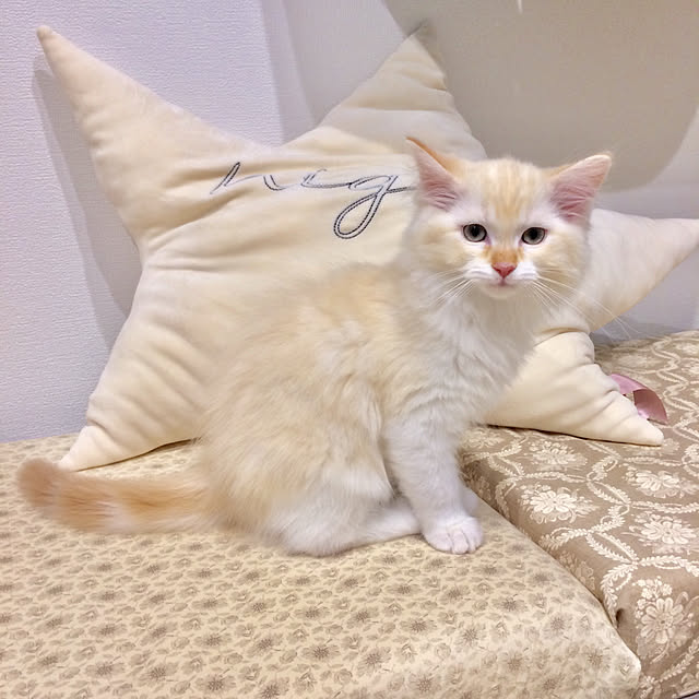 Lippityさんの実例写真
