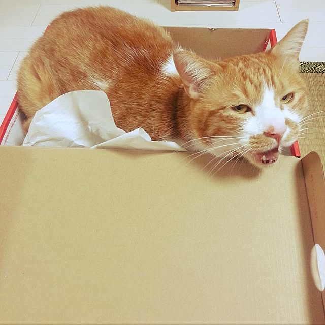 nyanyakoさんの実例写真