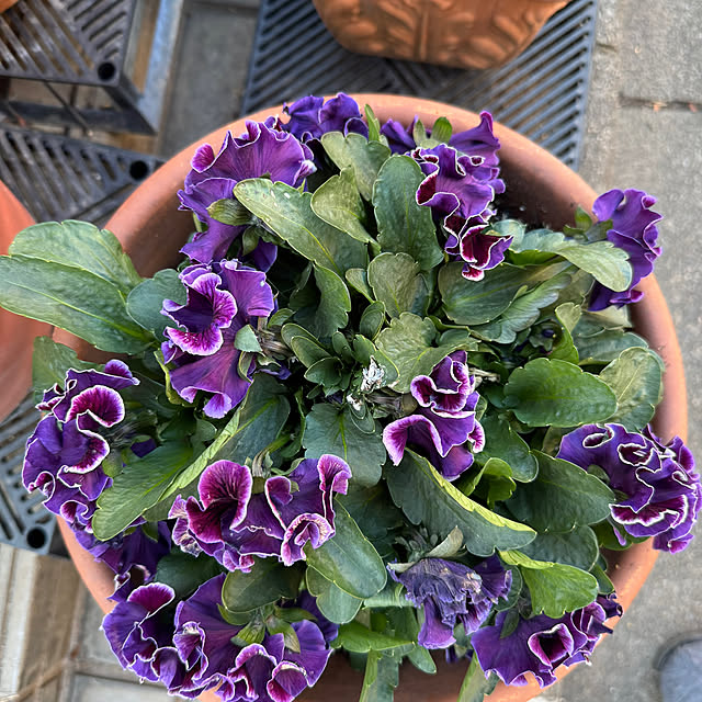 mamizaさんの部屋