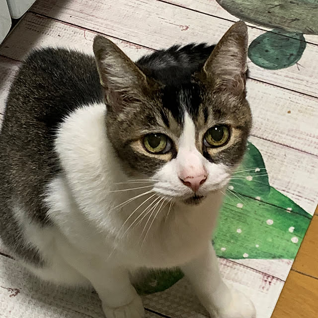 tekocyanさんの部屋