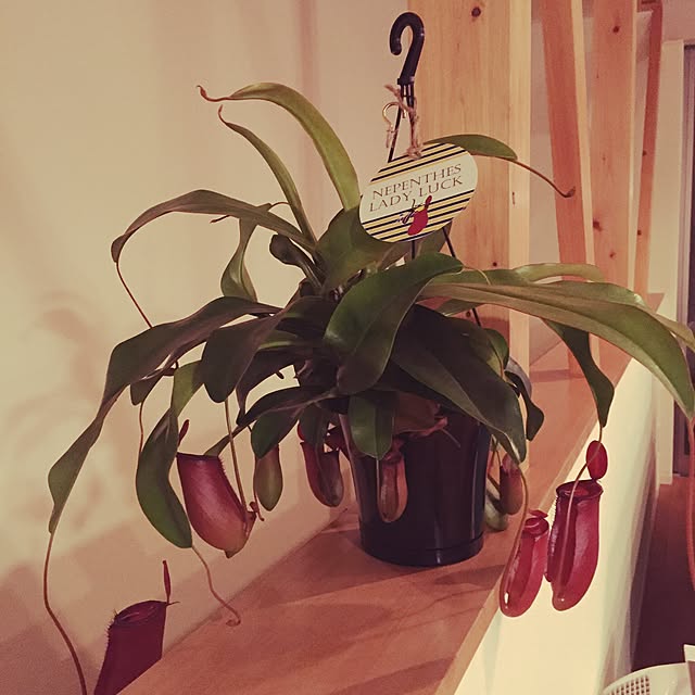 mattiさんの実例写真