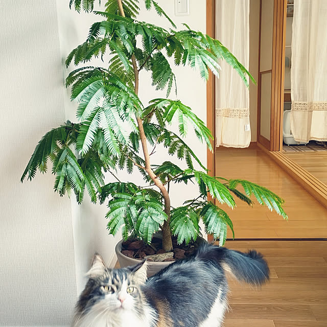 +CHIHARU+さんの実例写真