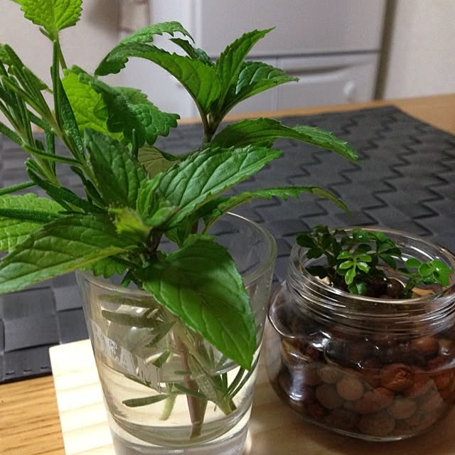 リビング/植物のインテリア実例 - 2013-06-14 00:36:12