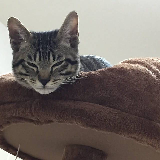 Saorokuさんの実例写真