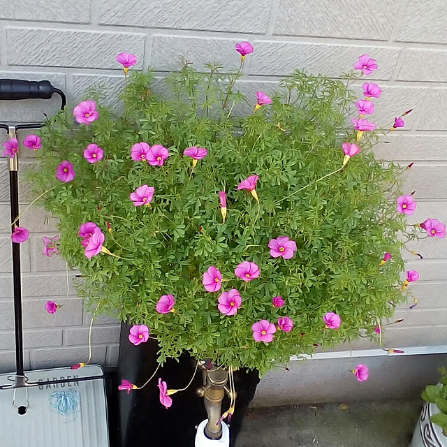 mariagardenさんの実例写真