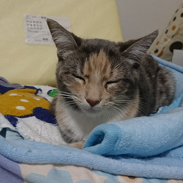 shinobuさんの実例写真