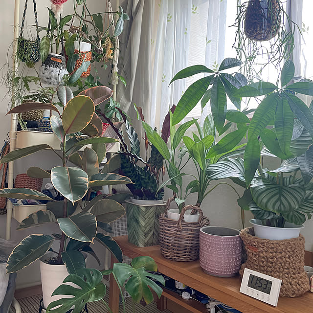 棚/観葉植物/無印良品/ハンガーラック/癒し...などのインテリア実例 - 2024-07-16 22:52:47