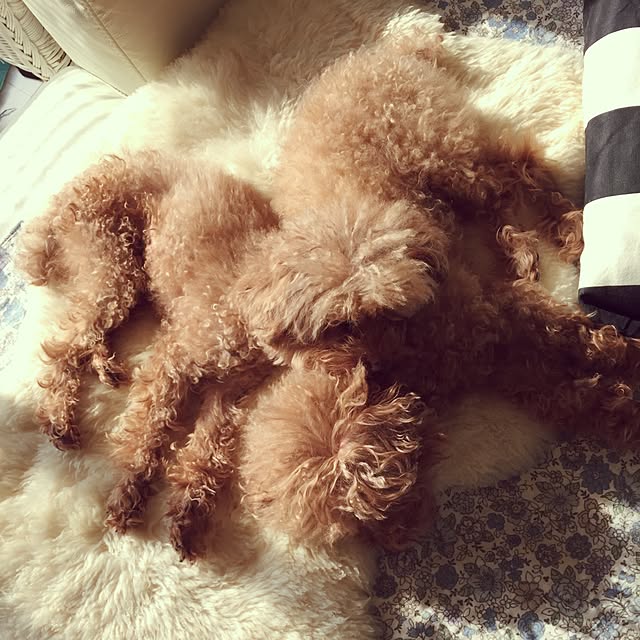 chiiさんの実例写真