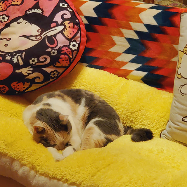 kumutanさんの実例写真
