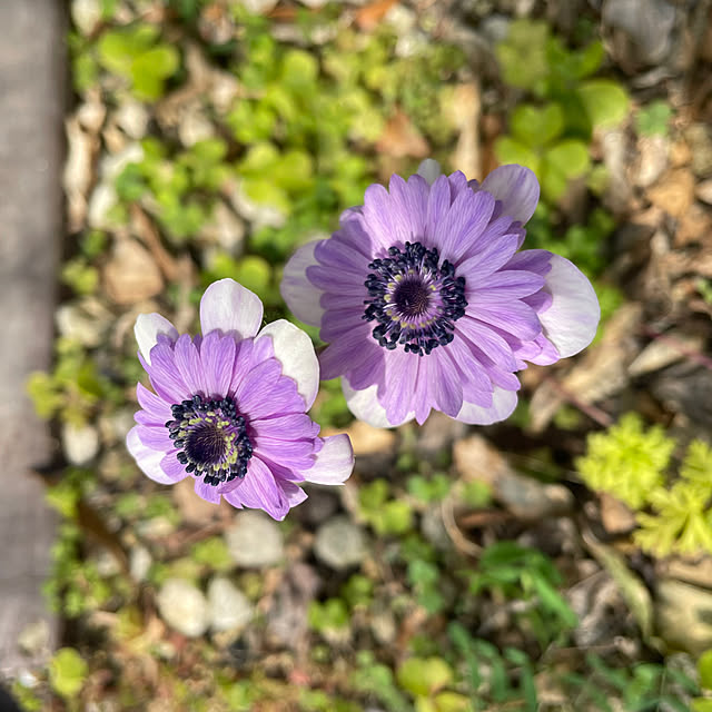 kuikoさんの実例写真