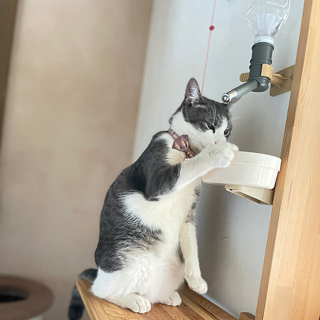 nekosamaさんの実例写真