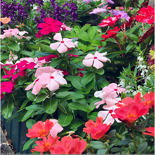 yukarin-gardenさんの実例写真