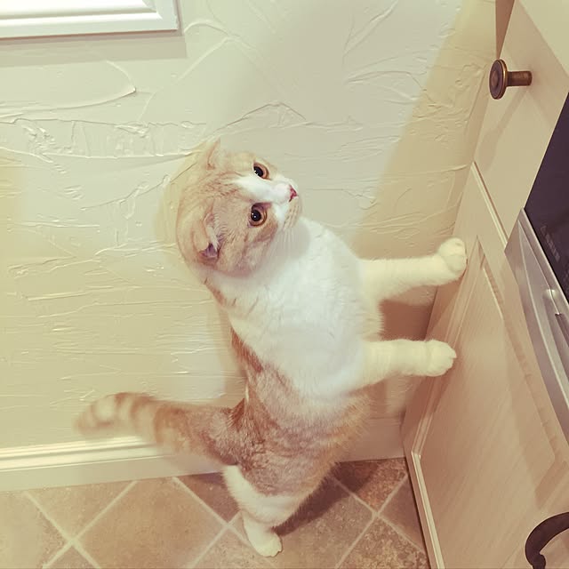 123zzzさんの実例写真