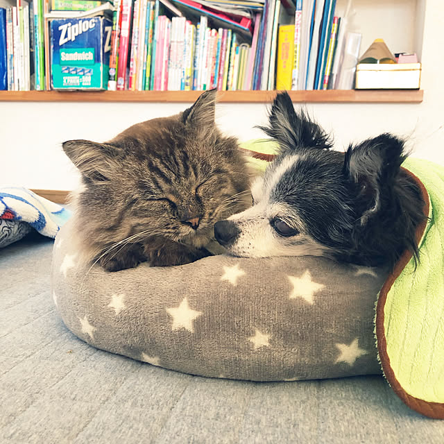 tommyさんの実例写真