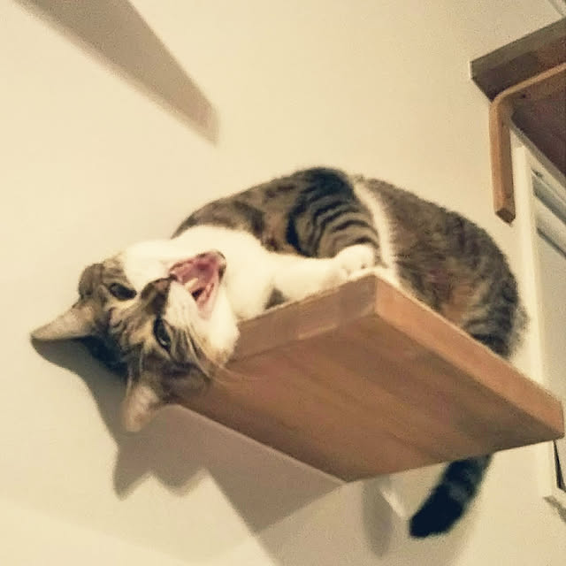 shiiiさんの実例写真