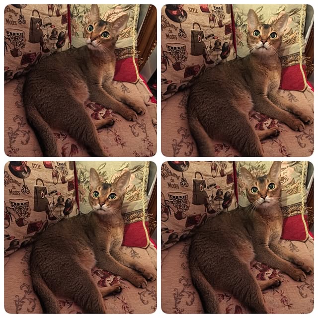 Atsukoさんの実例写真