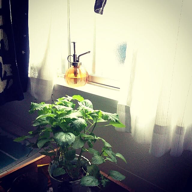 ベッド周り/窓辺/植物/古物のインテリア実例 - 2014-06-29 20:36:26