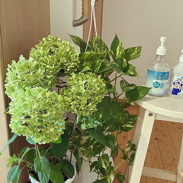 アナベル/ビンテージラグのある暮らし/植物のある暮らし/観葉植物のある部屋/観葉植物のある暮らし...などのインテリア実例 - 2023-06-24 16:29:44