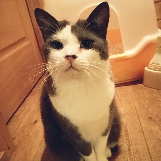 Maki-nekomamireさんの実例写真