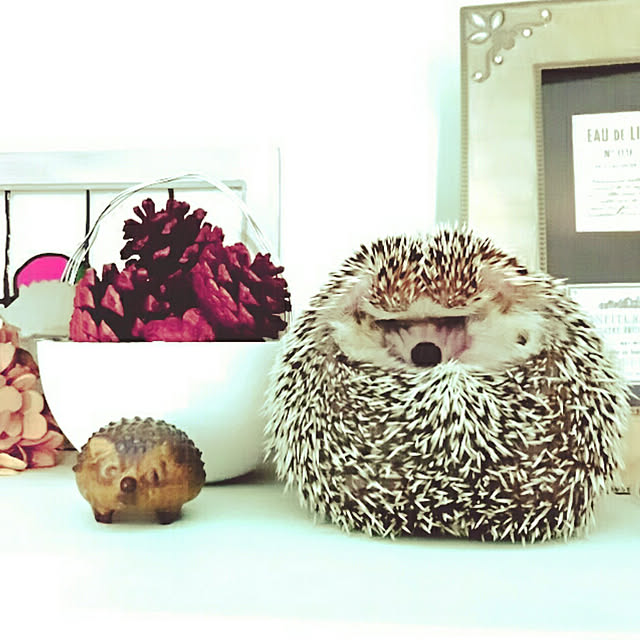 kuruさんの実例写真