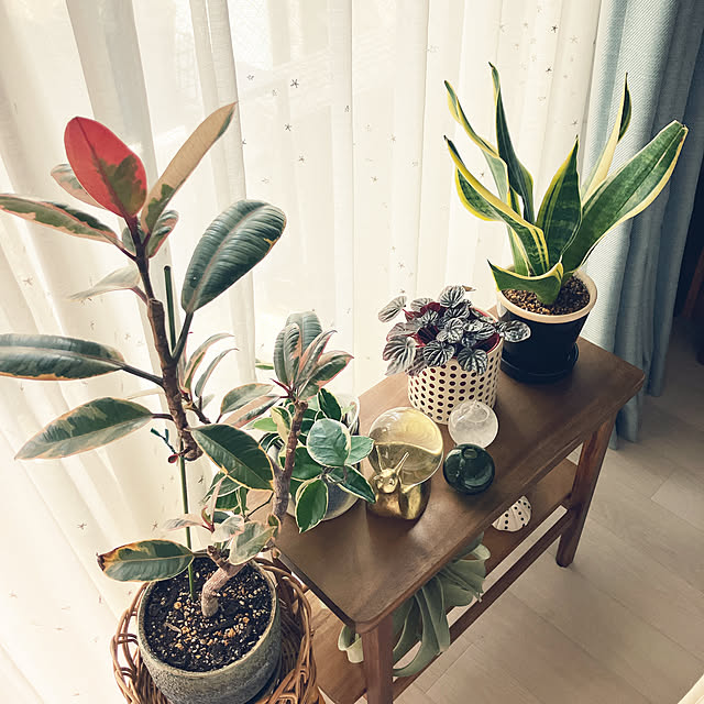 raraさんの実例写真