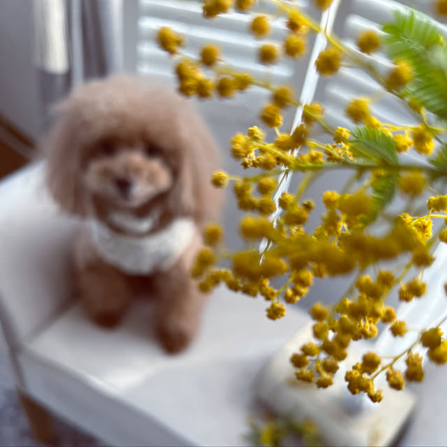 anguさんの実例写真