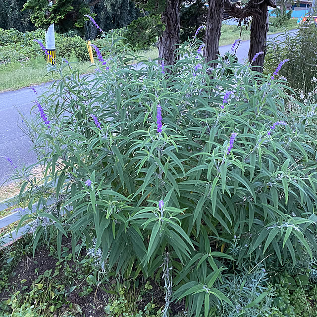 sattoさんの部屋