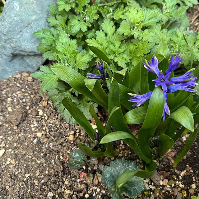 mamizaさんの部屋