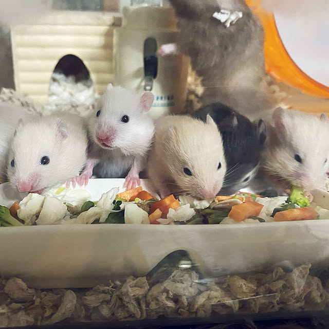 emiさんの実例写真