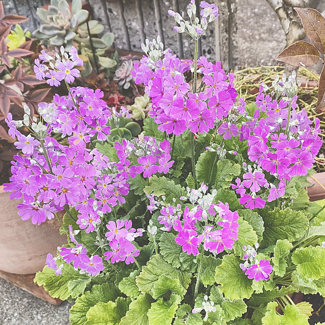 VERANDARJUNさんの実例写真